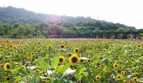 辦辦贈(zèng)票啦丨丹櫻生態(tài)園 榮獲廣東農(nóng)業(yè)公園評(píng)比全省第一的休閑度假好去處