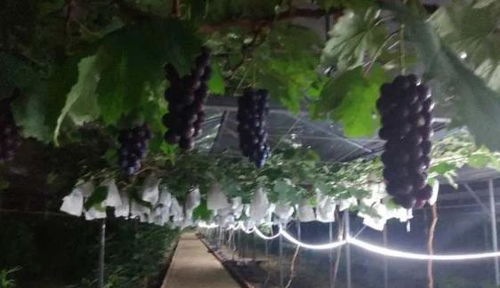 集中開園 白云區13個農業公園游玩攻略,戳進來