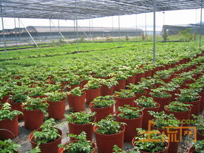 浙江省關(guān)于加強(qiáng)農(nóng)產(chǎn)品質(zhì)量建設(shè)加快打造綠色農(nóng)業(yè)強(qiáng)省的意見 浙政辦發(fā) 2014 112號